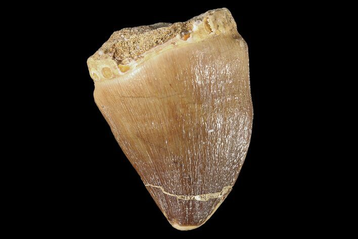 Mosasaur (Prognathodon) Tooth #87336